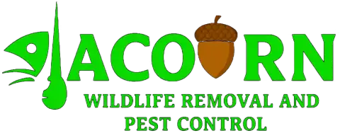 Acorn Wildlife