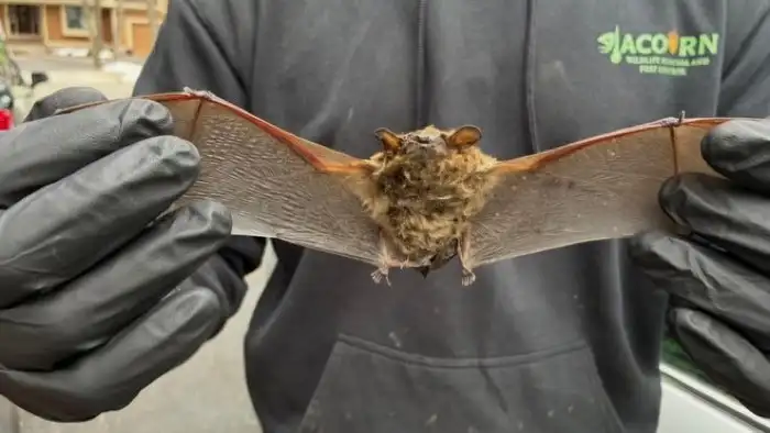Bats