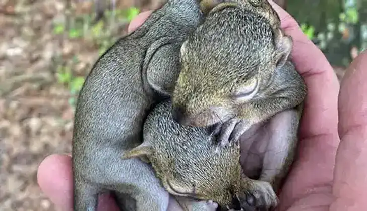 Squirrel Removal in Medford, NJ