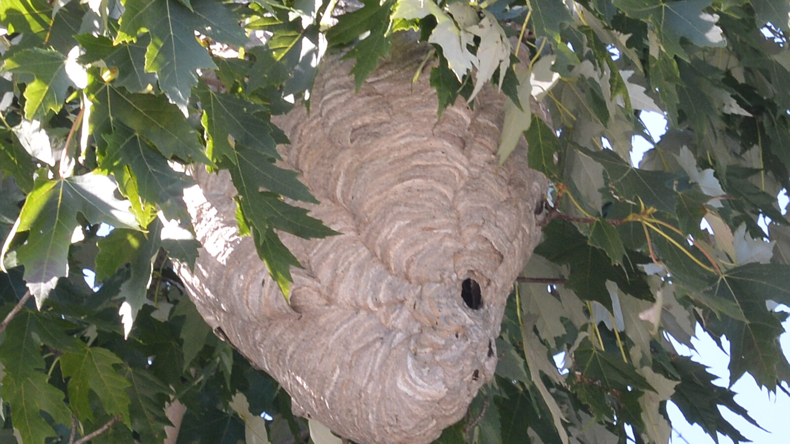 A bald-faced hornet nest, the grey papery aerial nest found in South Jersey trees and gables