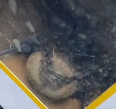 Bat Removal
