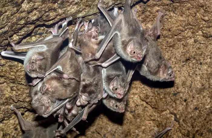 Bat Removal