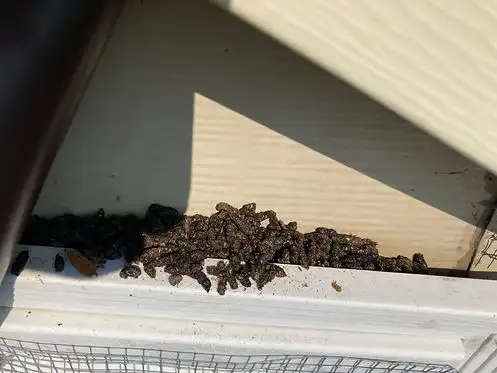 Guano collected in a gutter below a bat entry