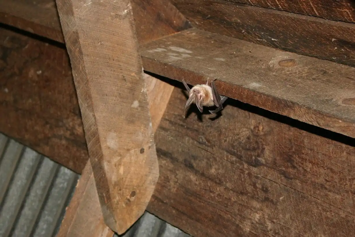 A big brown bat roosting on an attic rafter in Cherry Hill