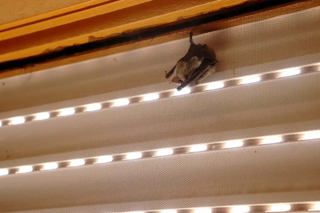 Dredge Harbor side: bats