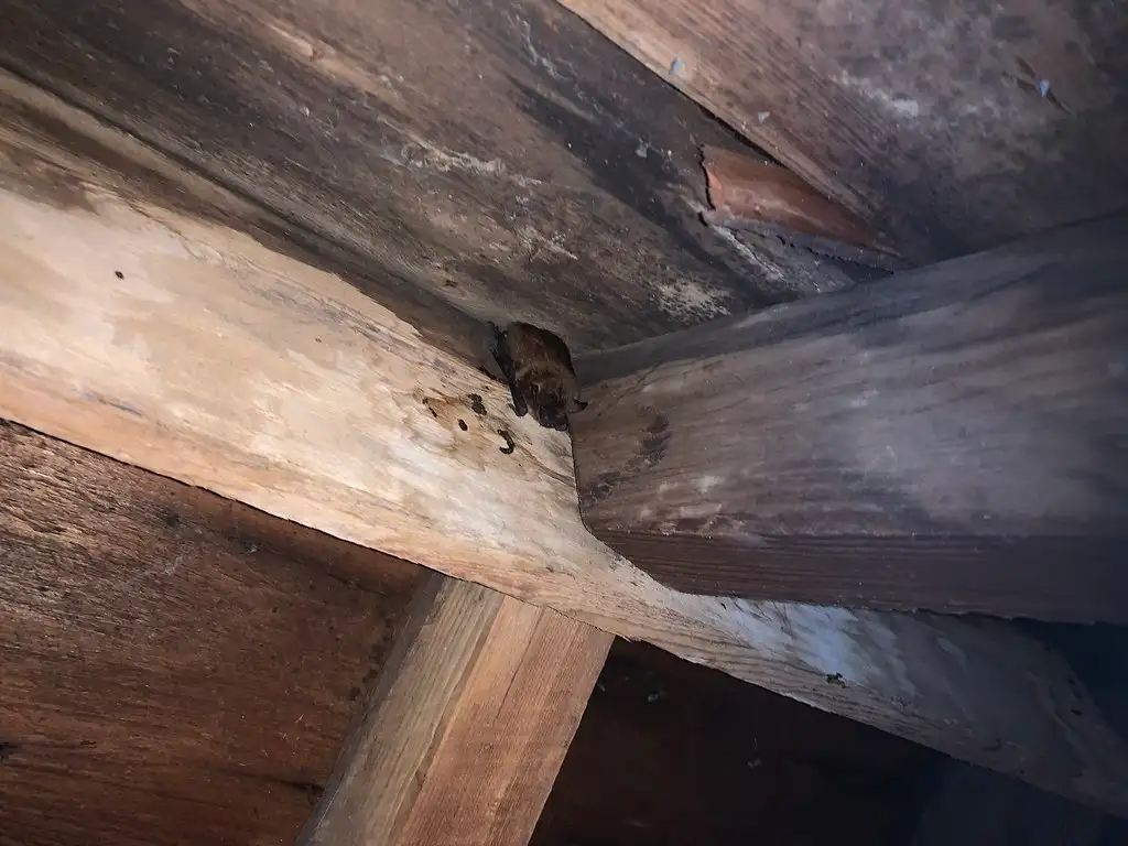 A bat roosting against an attic rafter