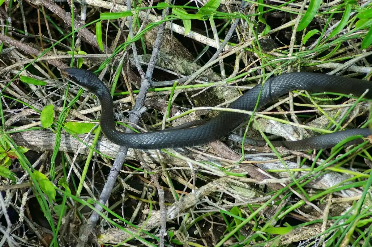 Eastern garter snake, the harmless species Acorn Wildlife most often removes from South Jersey basements
