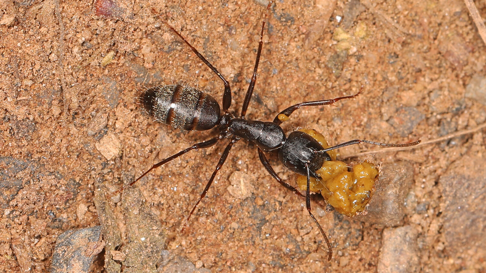 A black carpenter ant, the wood-excavating ant common in South Jersey homes