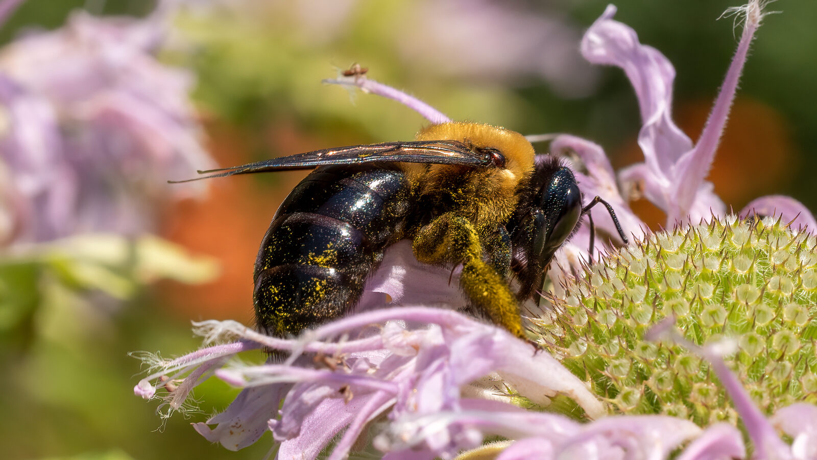 An eastern carpenter bee, the species that bores into South Jersey trim and decking