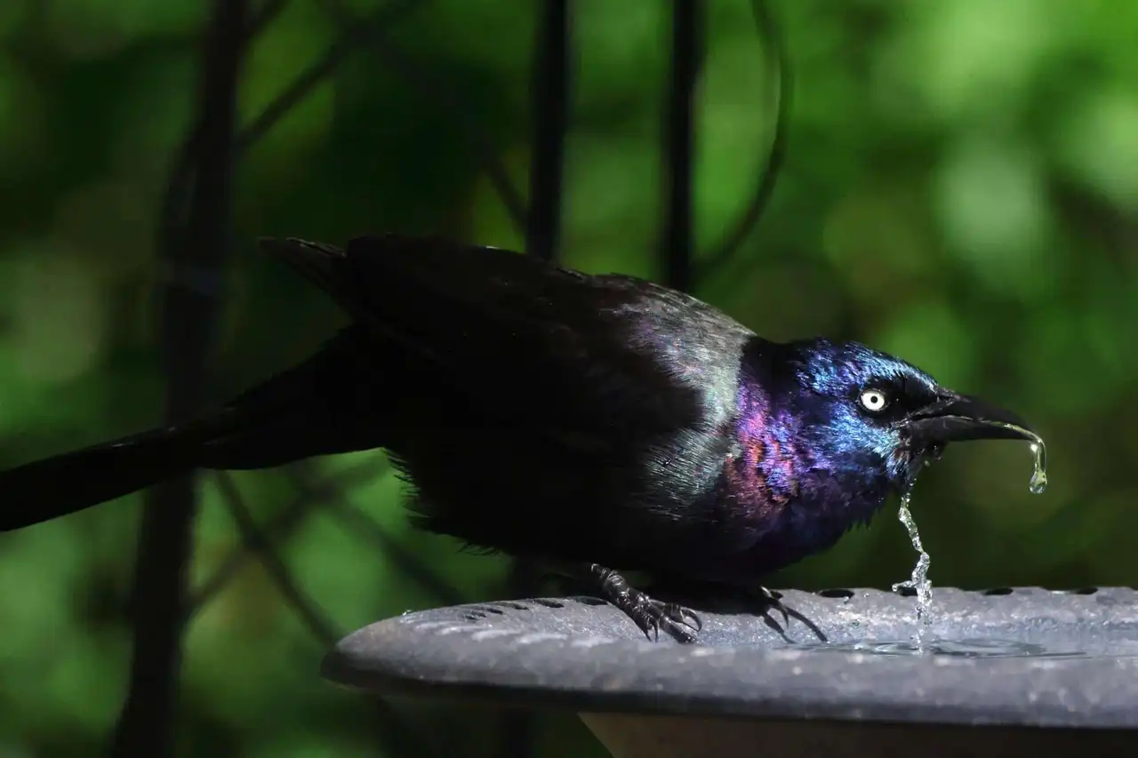 Bird & Vent Control