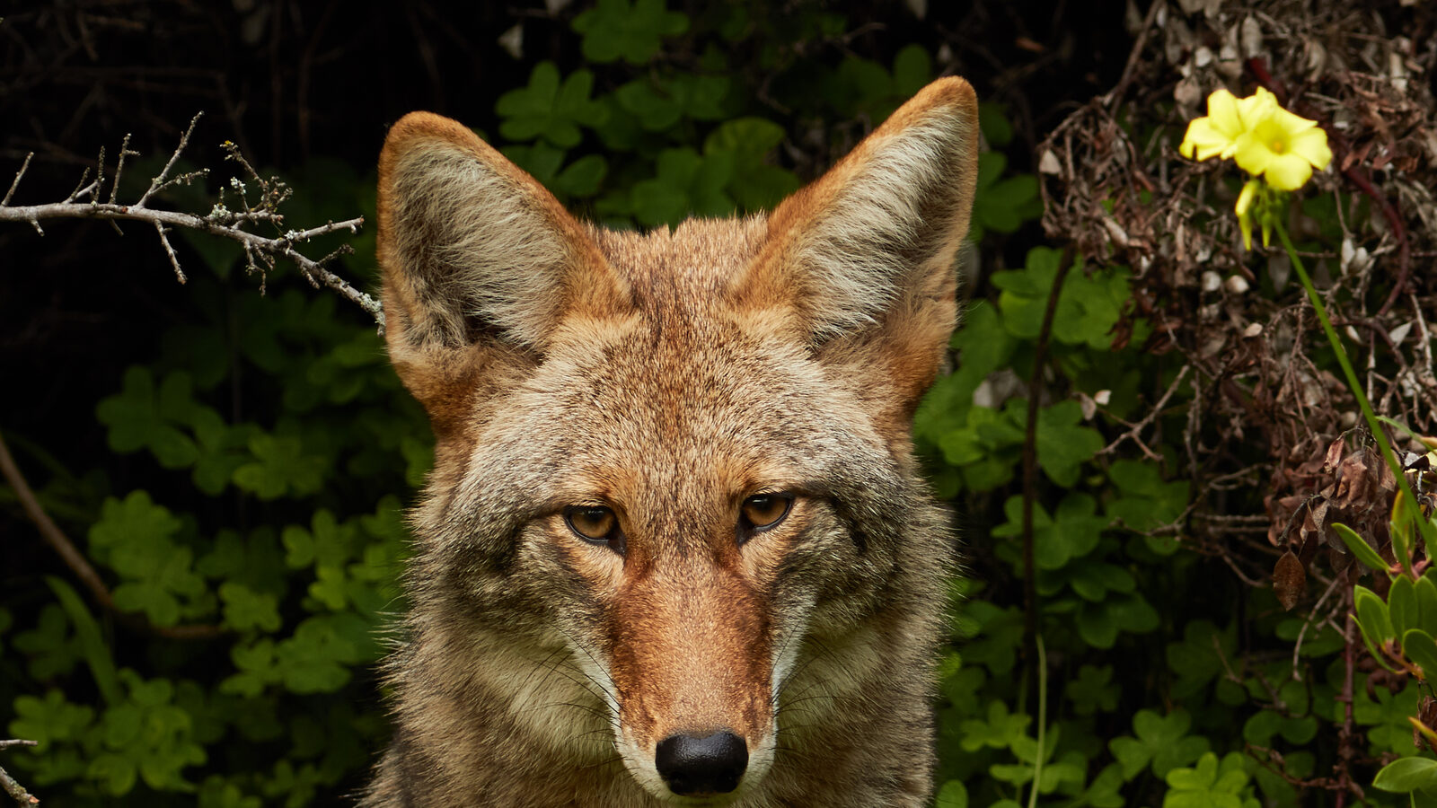 An eastern coyote, present in every New Jersey county including suburban neighbourhoods