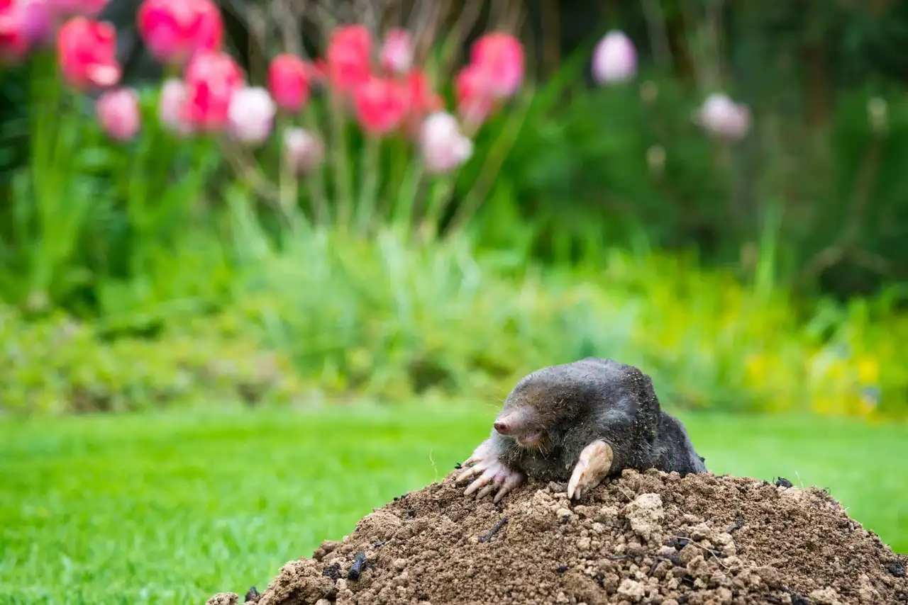 Mole damage pushing up a South Jersey lawn