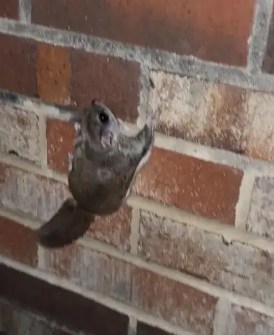 A flying squirrel on the brick wall of a South Jersey home