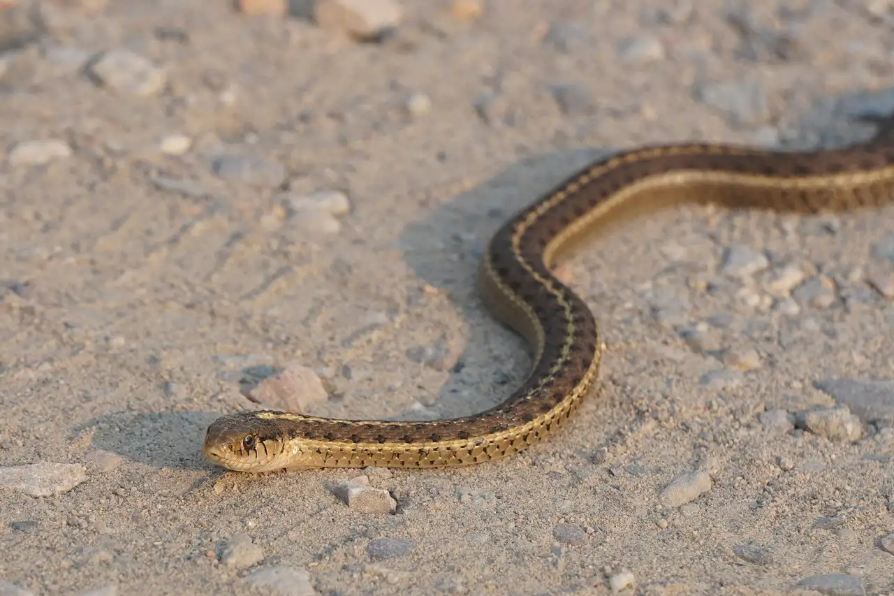 Wildlife in Your Basement or Crawl Space