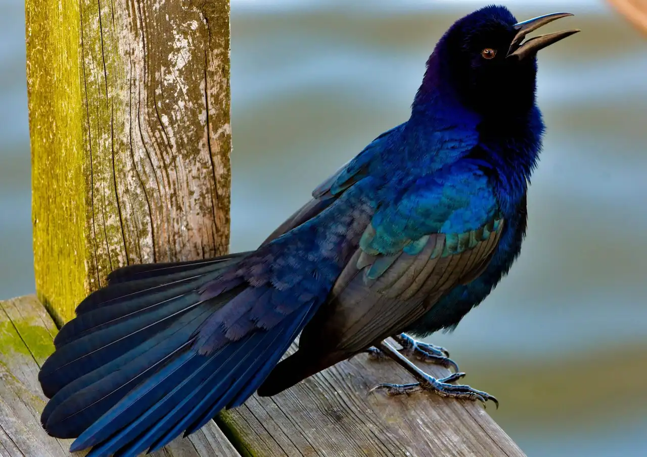Bird & Vent Control