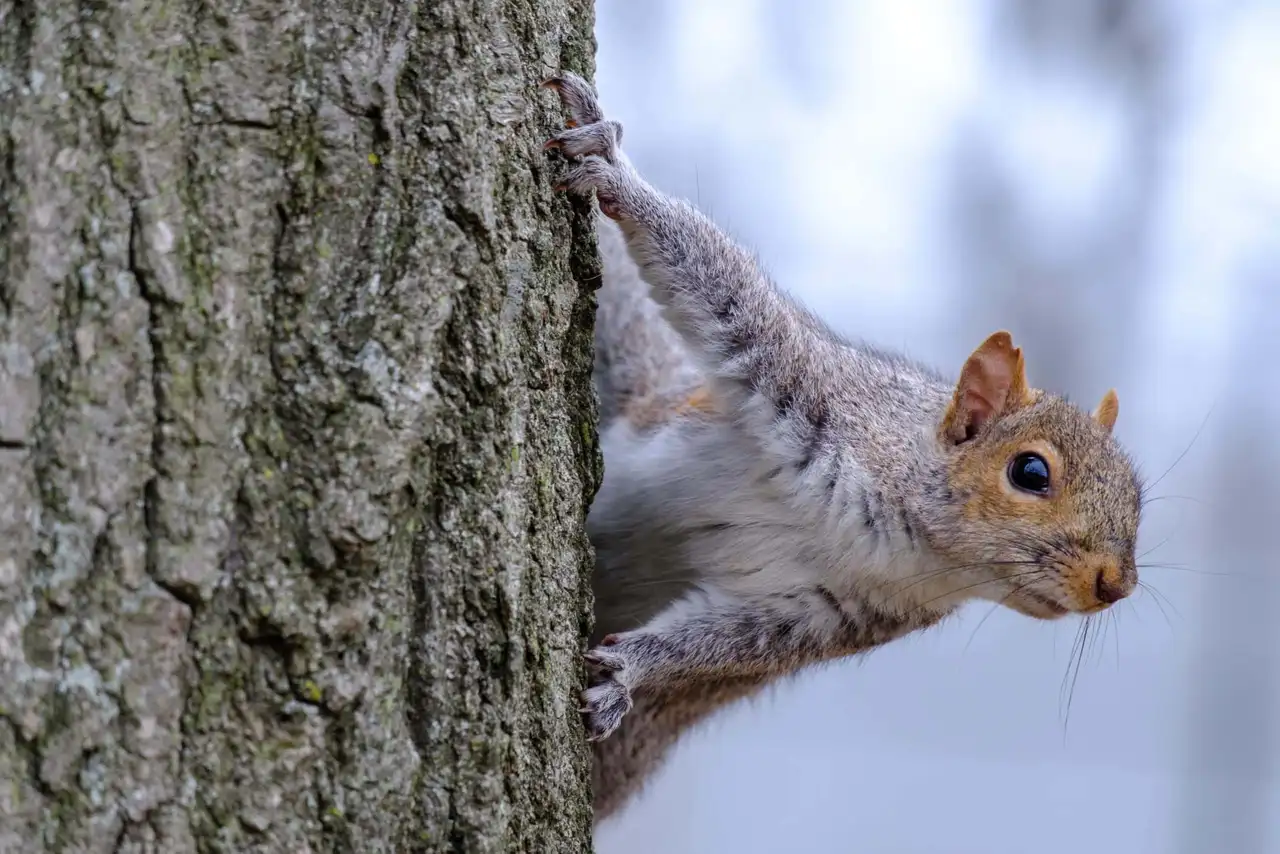 Barclay Farm: squirrels