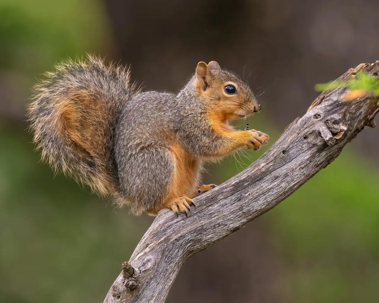 Squirrel Removal in Mount Laurel, NJ
