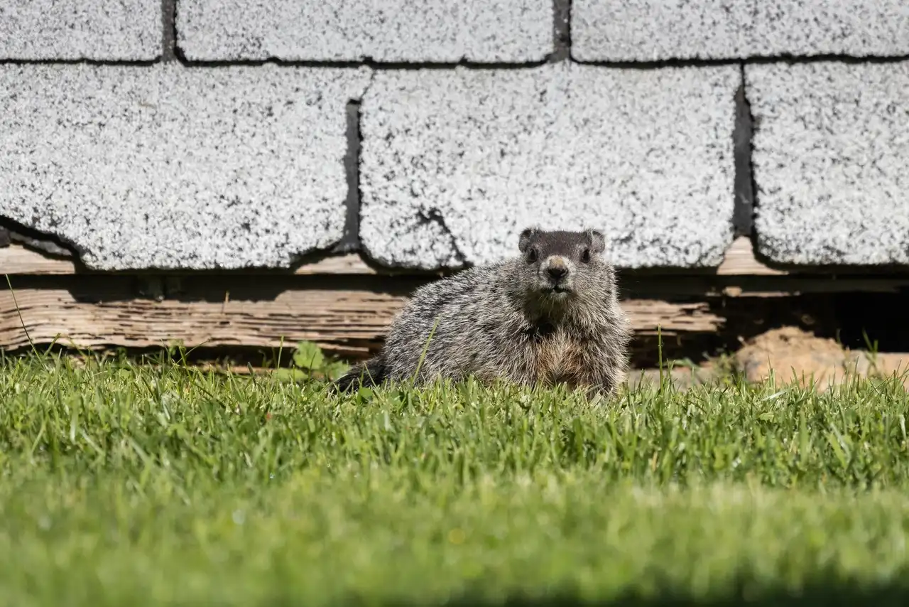 A groundhog at a ground-level gap along a South Jersey foundation