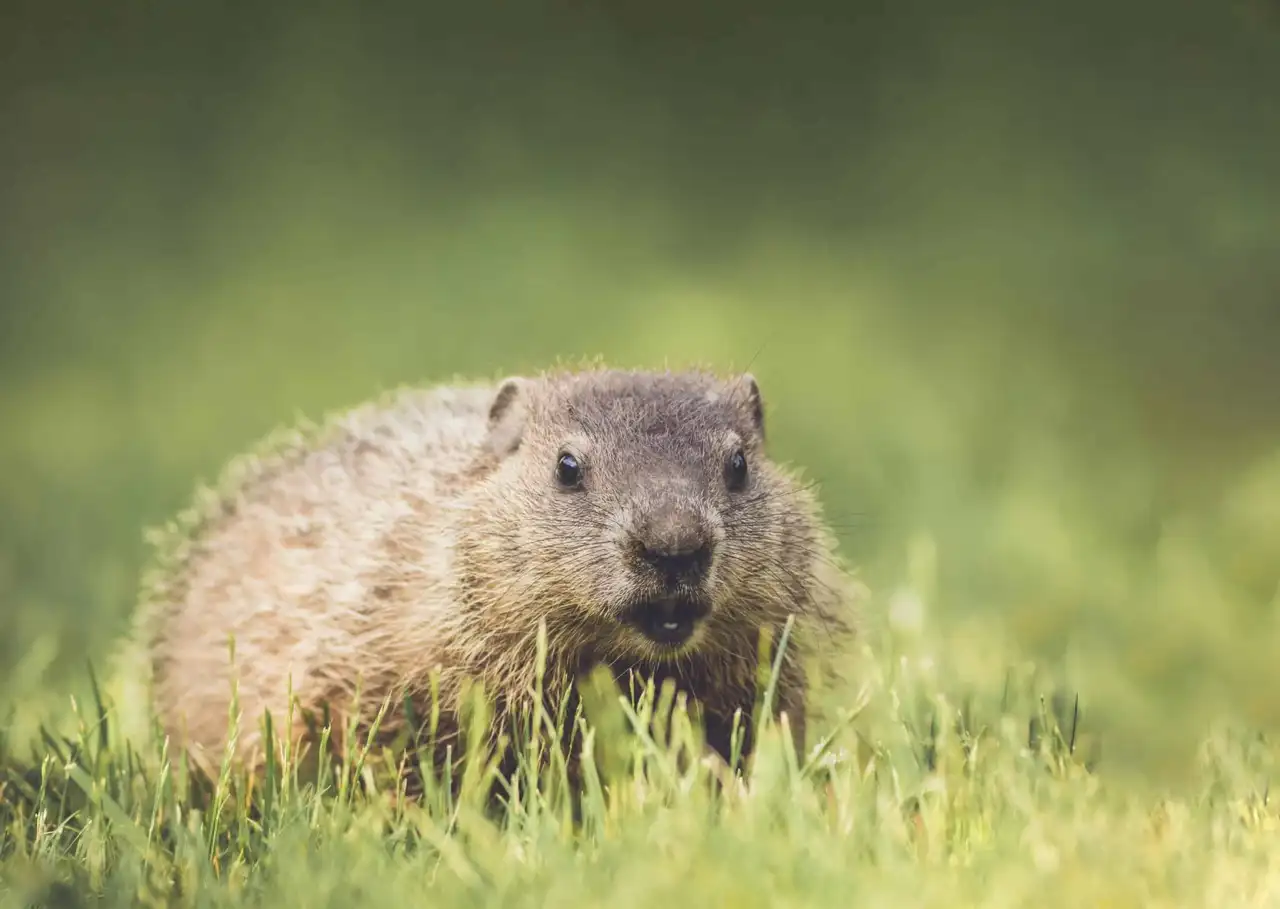 Groundhog Trapping