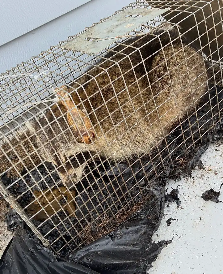 What's Digging Under Your Deck or Shed?