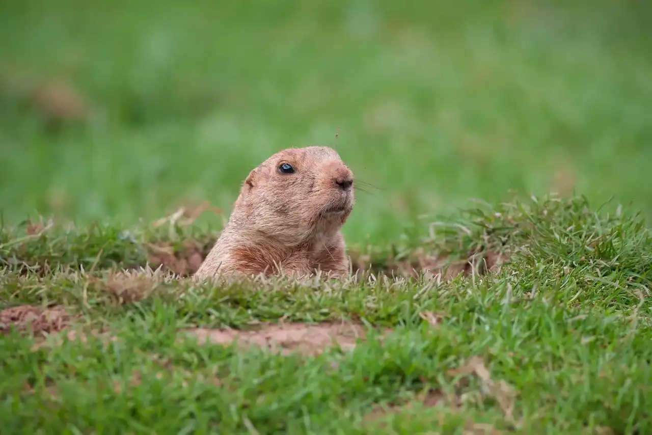 Groundhog Trapping in Washington Township, NJ