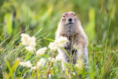 Groundhogs