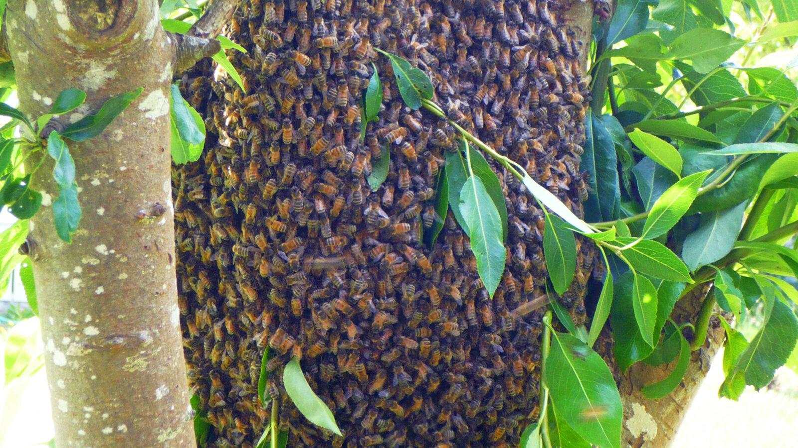 A honey bee swarm clustered on a branch before relocation
