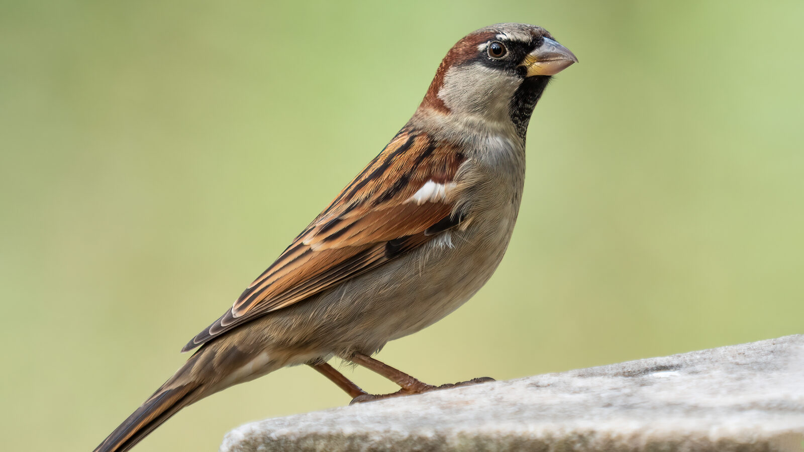 A male house sparrow, the small cavity nester behind most eave and vent complaints