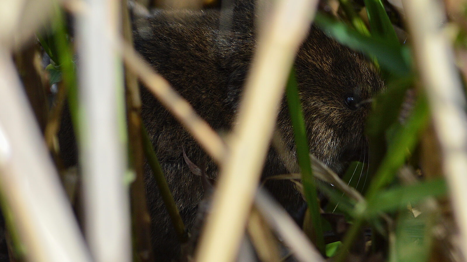 A meadow vole in the grass runway habitat it lives in