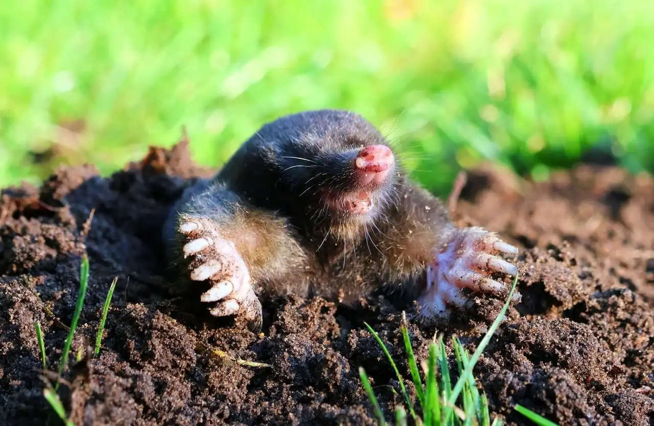 Moles