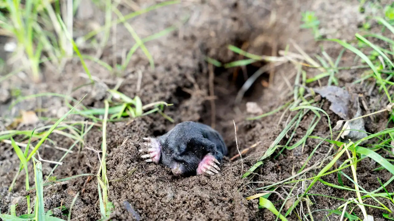 Mole Control in South Jersey