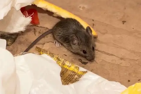 Mice