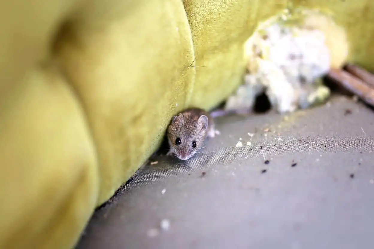 Rodent Control in Cherry Hill
