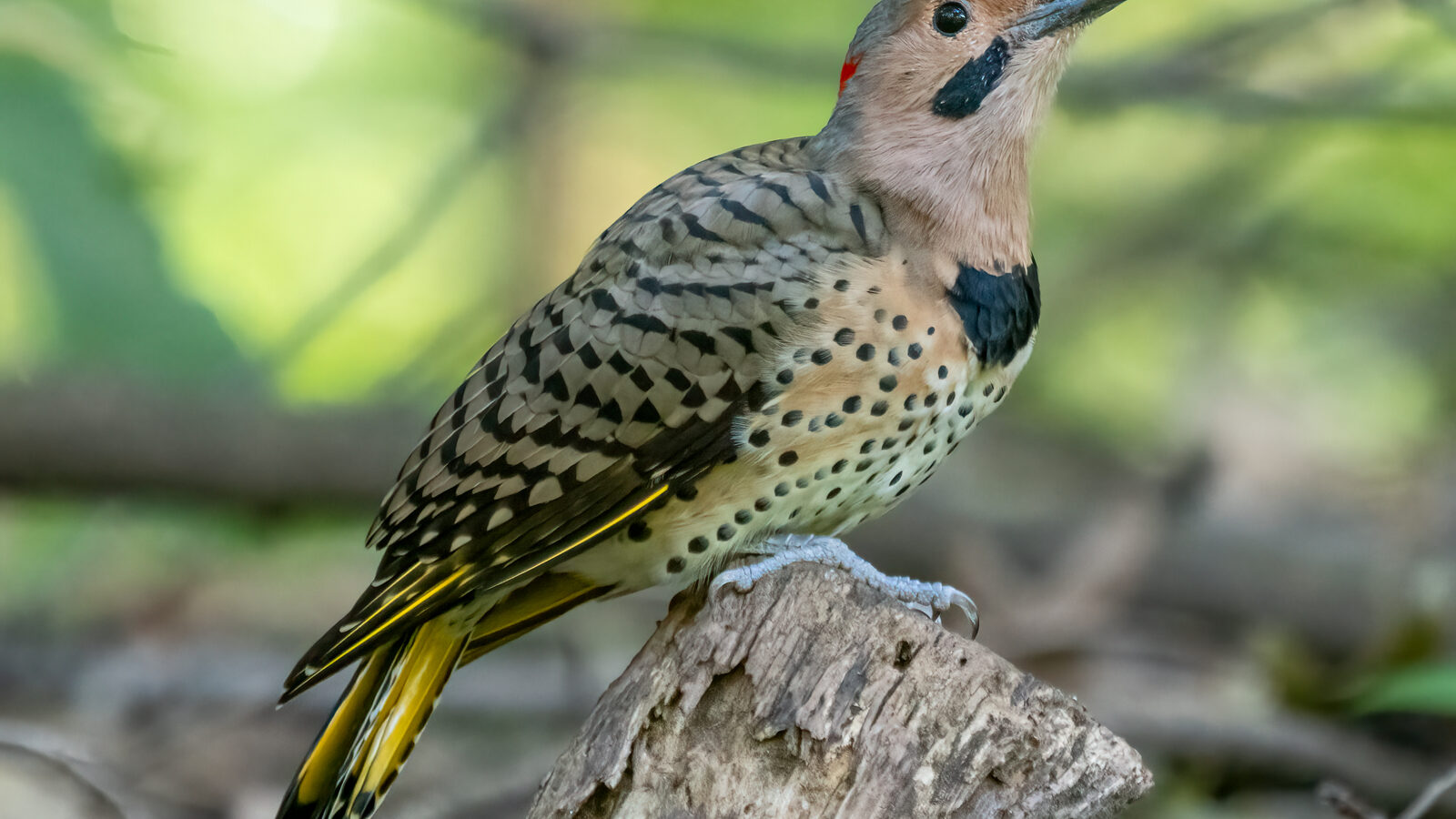 A northern flicker, the woodpecker most often responsible for South Jersey siding damage