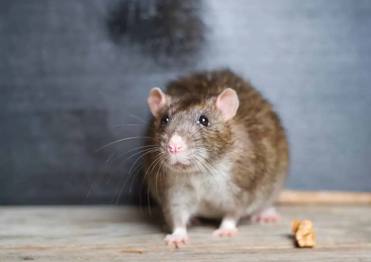 Norway rat, the rodent behind most nighttime wall scratching in South Jersey homes