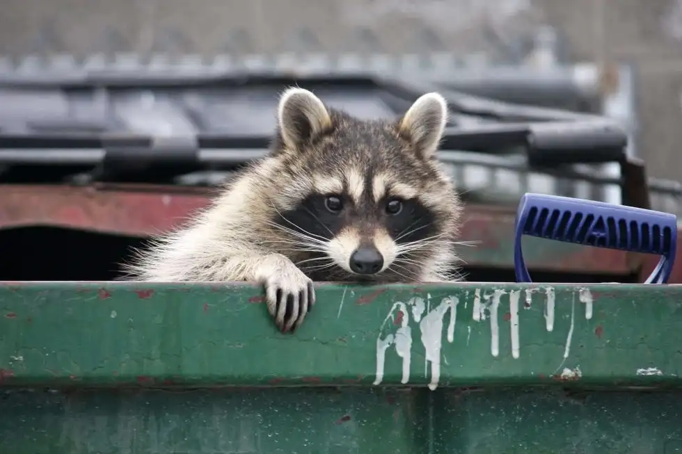 Raccoons