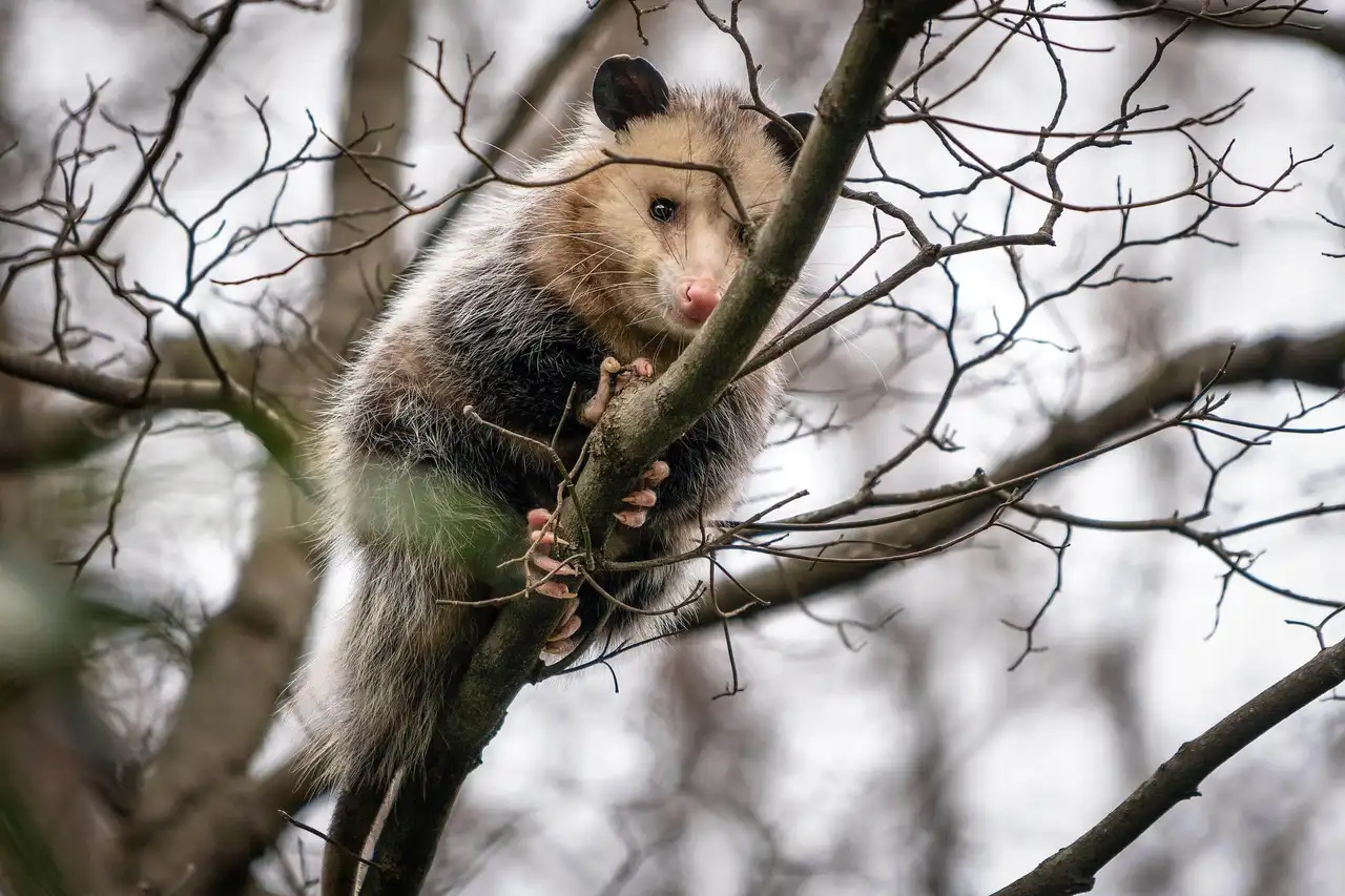 Opossum: the passthrough tenant
