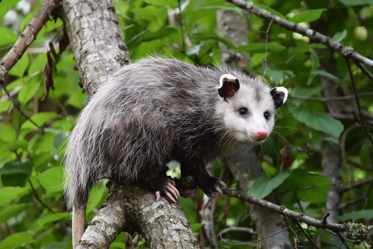 Opossums