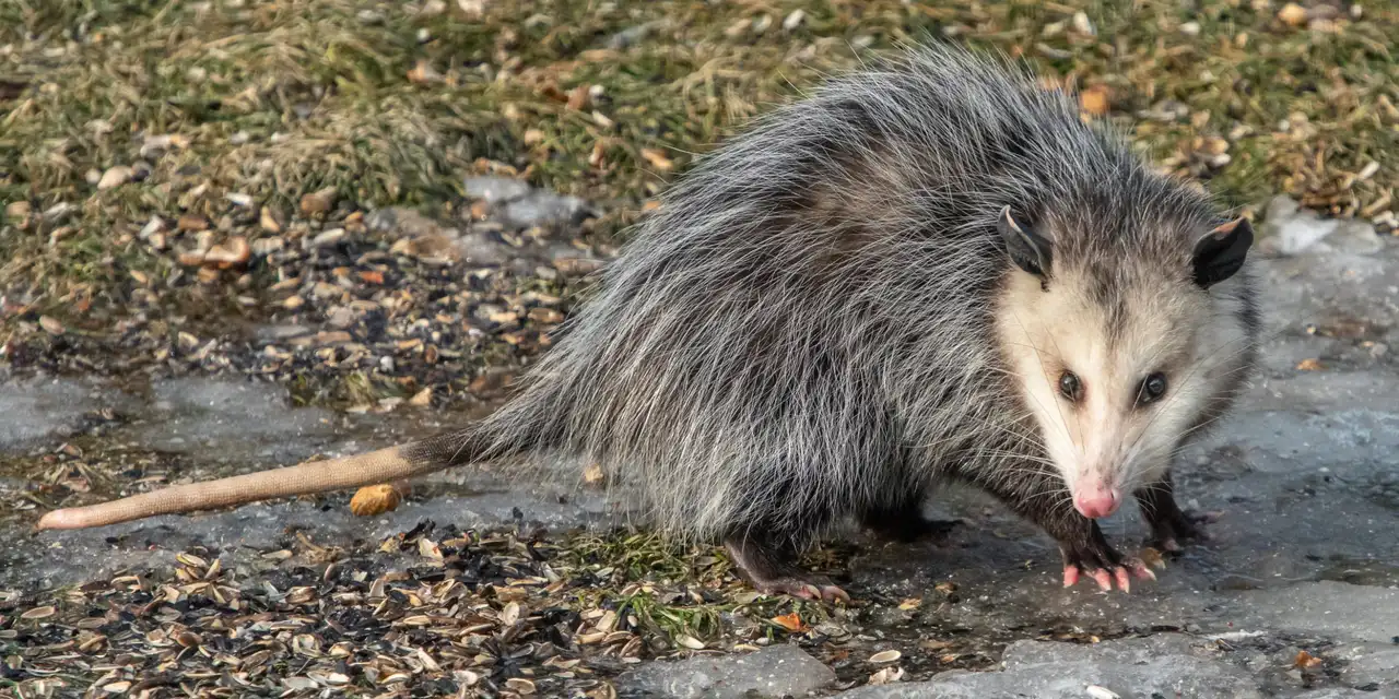 Opossum Removal