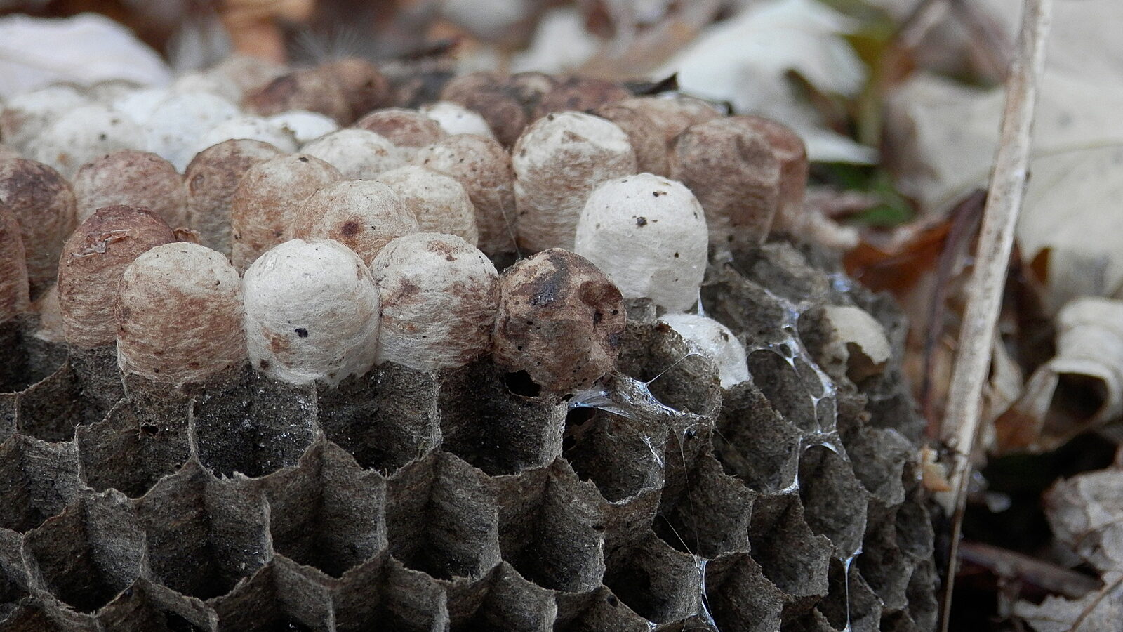 An open paper wasp comb of the kind that builds under South Jersey eaves