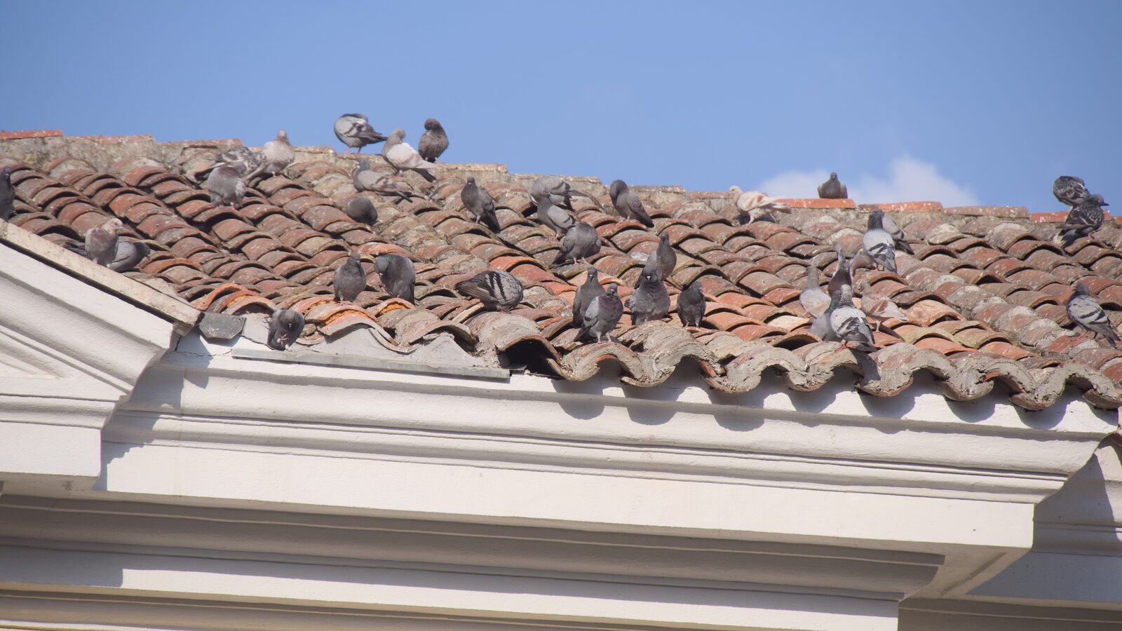Pigeons roosting along a roofline and gutter, the classic South Jersey pigeon problem
