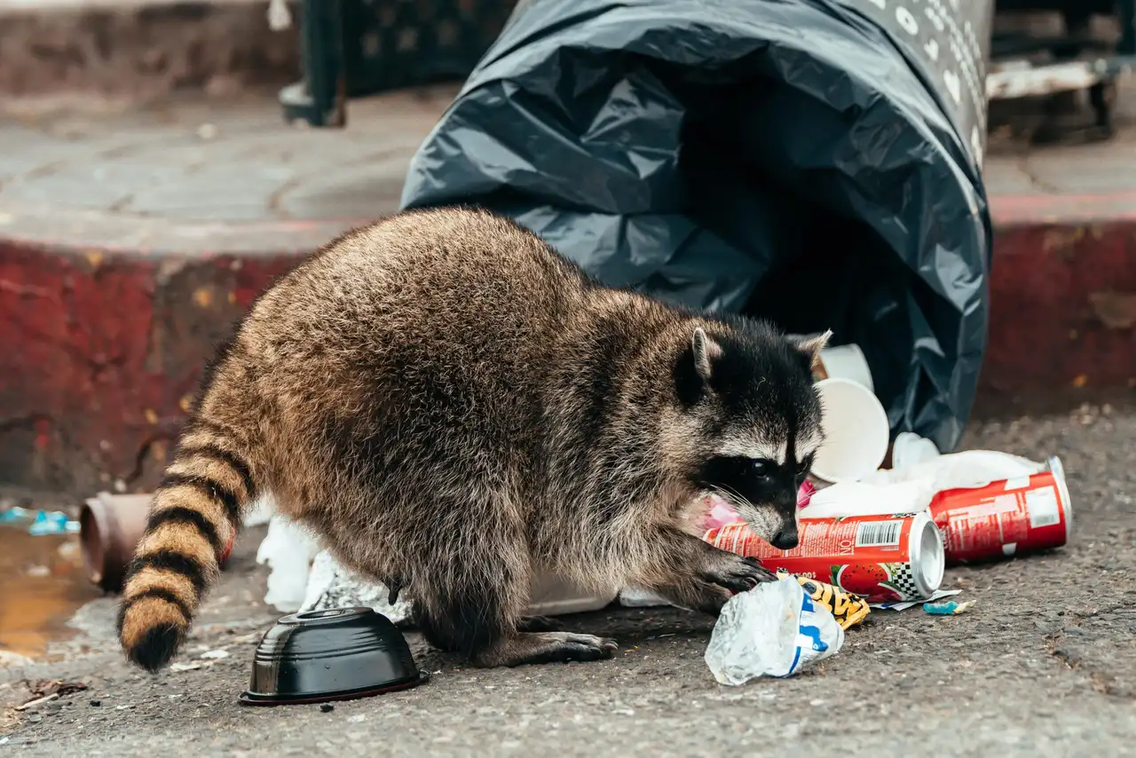 Raccoon Removal