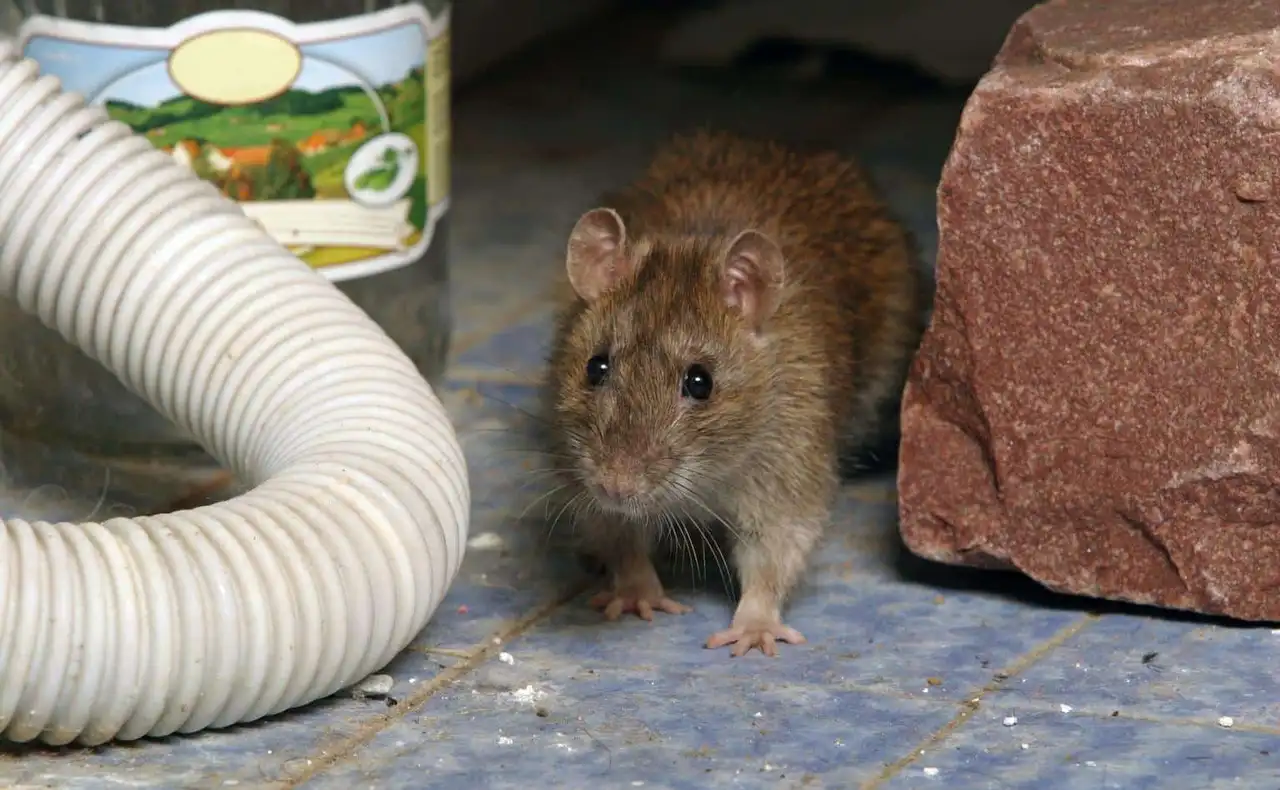 Scratching in Your Walls? Here's What It Usually Is