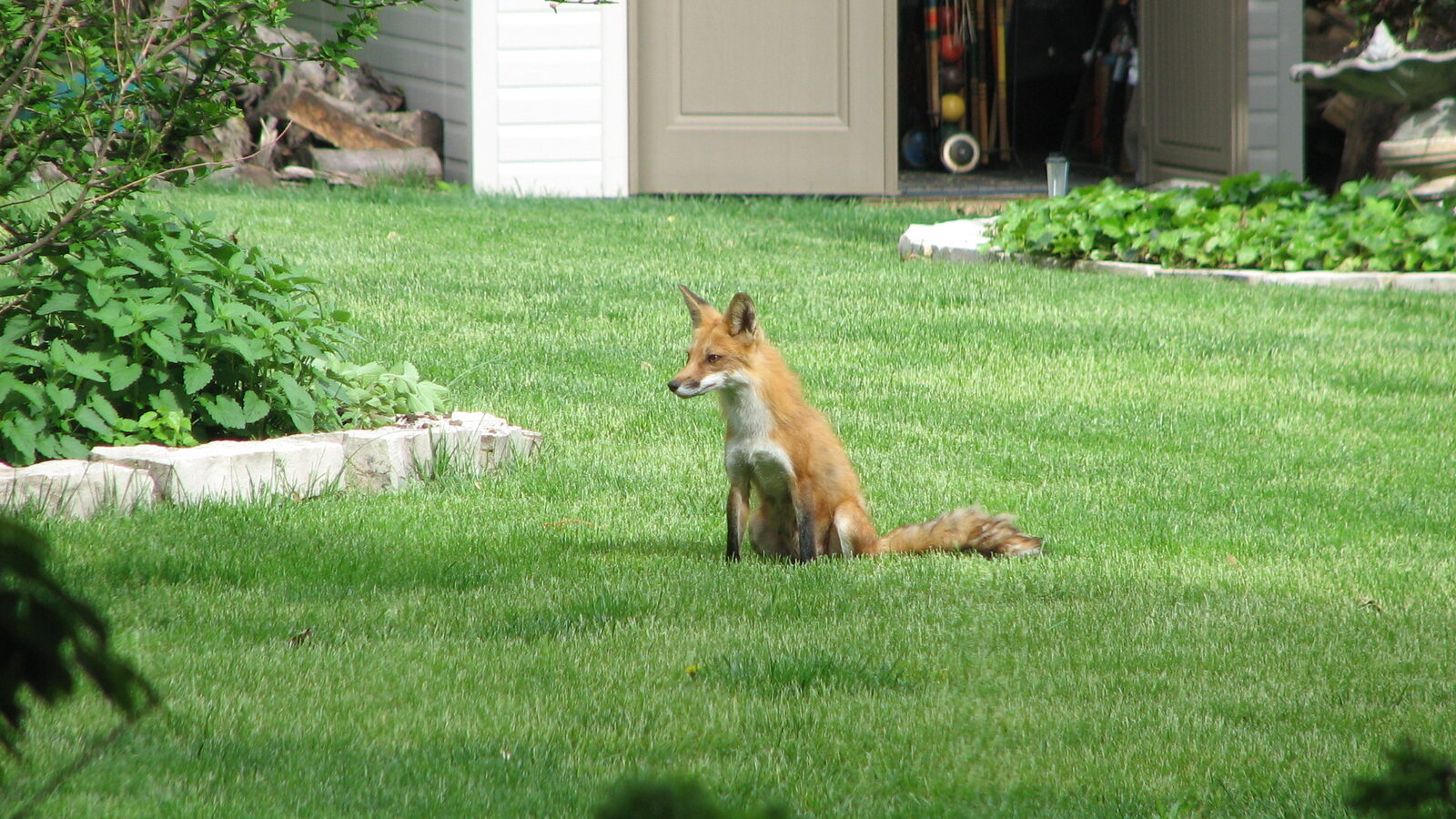 A red fox in a suburban yard, a routine sight across South Jersey