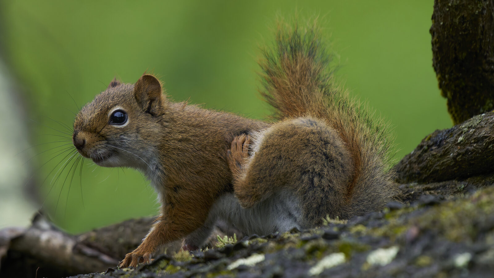 An American red squirrel, the smallest and most territorial of the attic squirrels