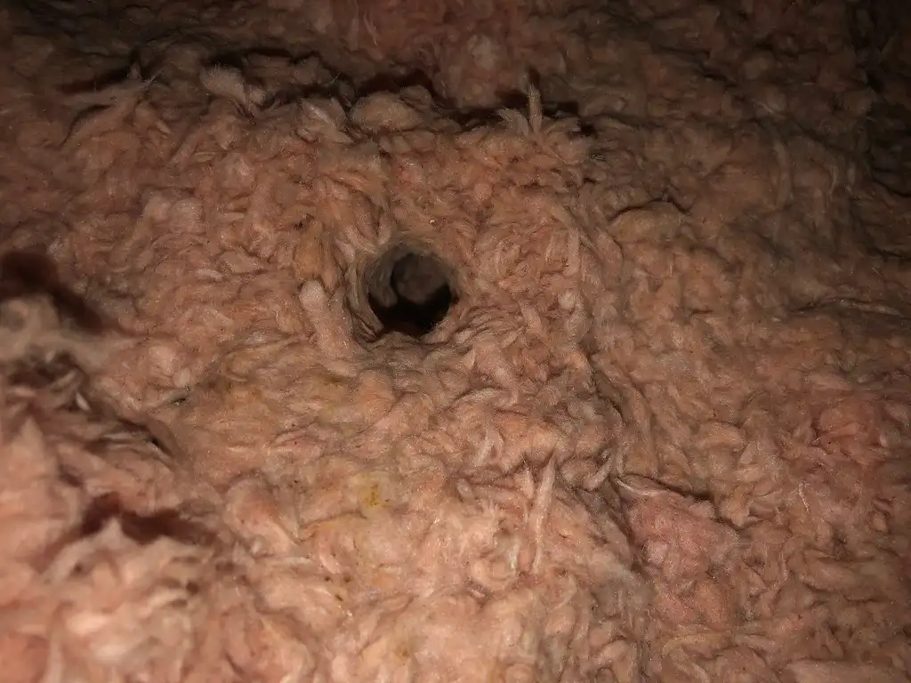 A rodent tunnel bored through attic insulation