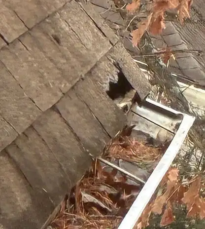 Roof-edge damage where an animal forced its way in
