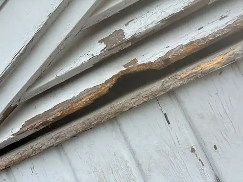 Wildlife Exclusion: How We Seal South Jersey Homes for Good