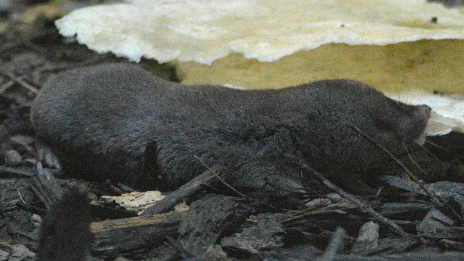 A northern short-tailed shrew, frequently mistaken for a mouse in South Jersey basements