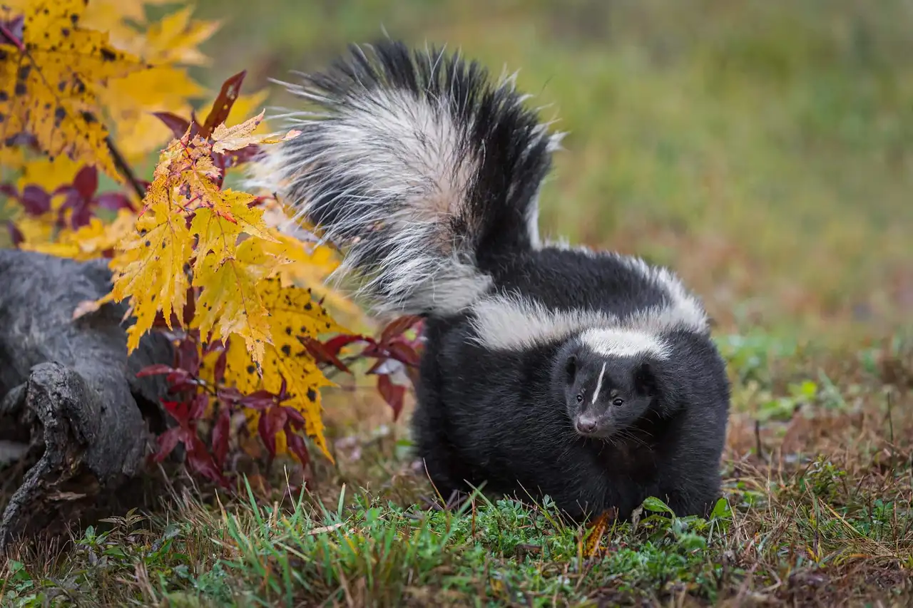 Skunks